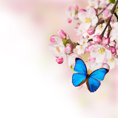 Spring blossoms on white background clipart