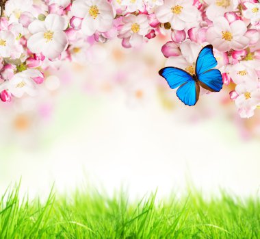 bahar çiçekleri beyaz zemin üzerine