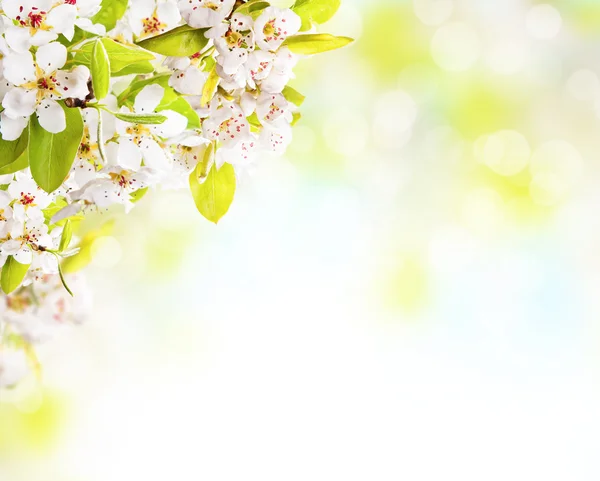 Frühlingsblüten auf weißem Hintergrund — Stockfoto