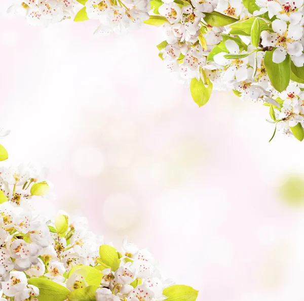 白い背景の上の春の花 — ストック写真