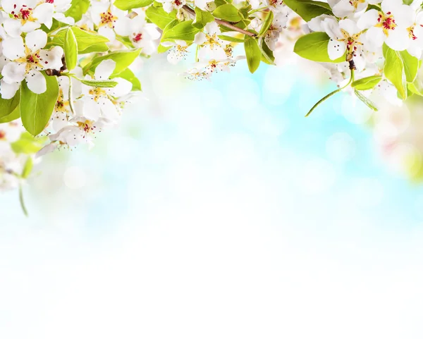 白色背景上的春暖花开 — 图库照片