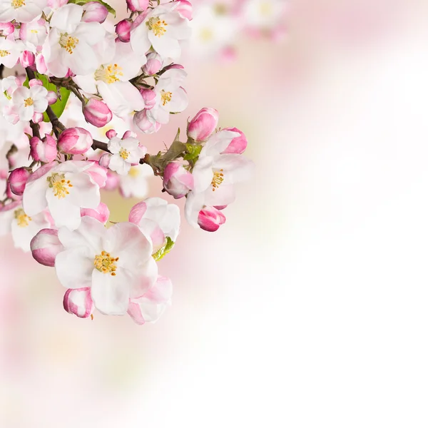 Spring blossoms on white background — Stock Photo, Image