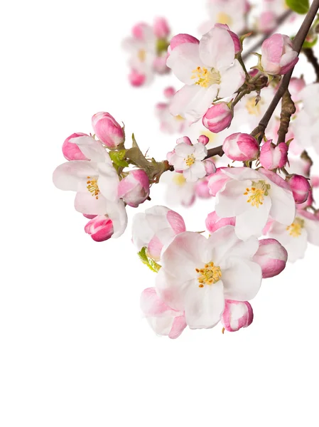 Spring blossoms on white background — Stock Photo, Image