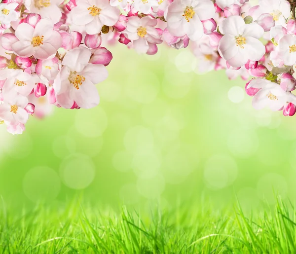 Spring blossoms — Stock Photo, Image