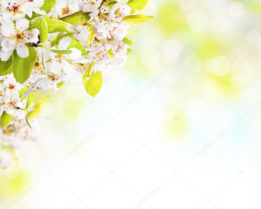 Spring blossoms on white background