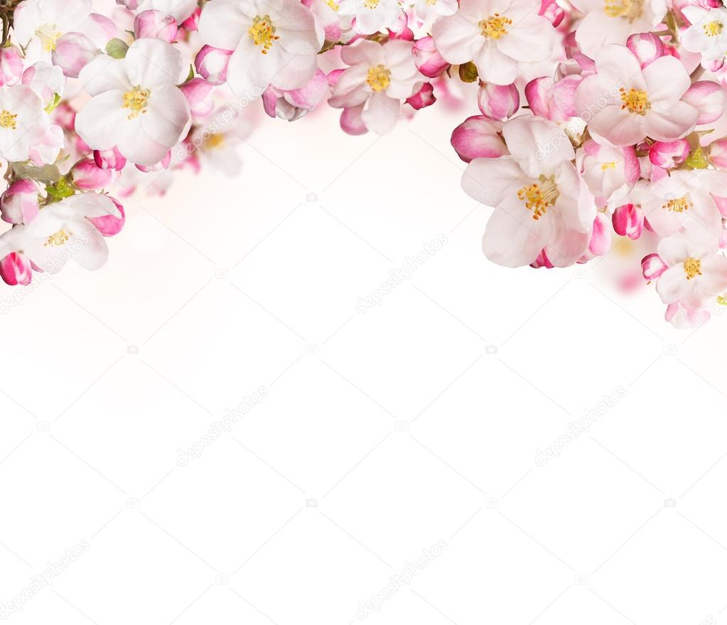 Spring blossoms on white background