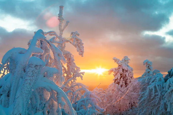 Snowy winter landscape in sunset — Stock Photo, Image