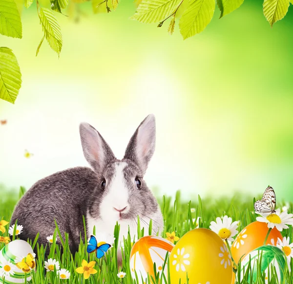 Påsk kanin i gräs — Stockfoto