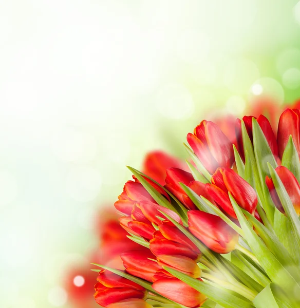 Buquê de tulipas vermelhas — Fotografia de Stock