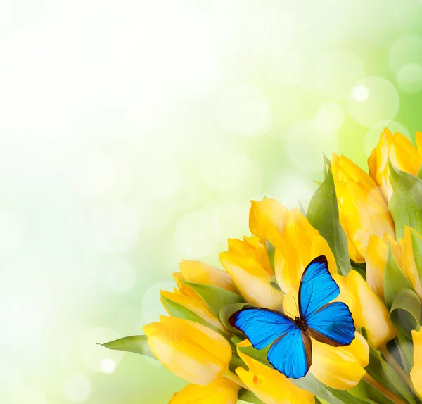 Kytice žlutých tulipánů — Stock fotografie