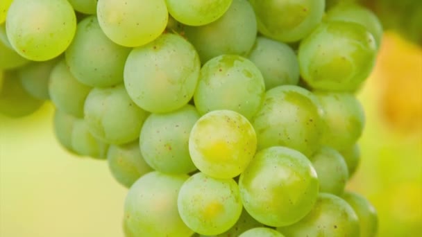 Grapes of wine — Stock Video