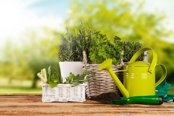 Fresh herbs in pots — Stock Photo, Image