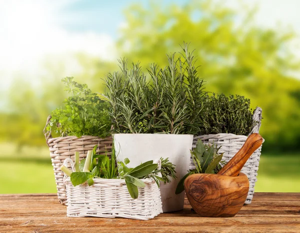 Fresh herbs in pots — Stock Photo, Image