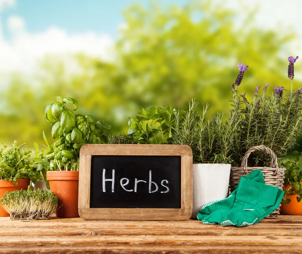 Fresh herbs in pots — Stock Photo, Image