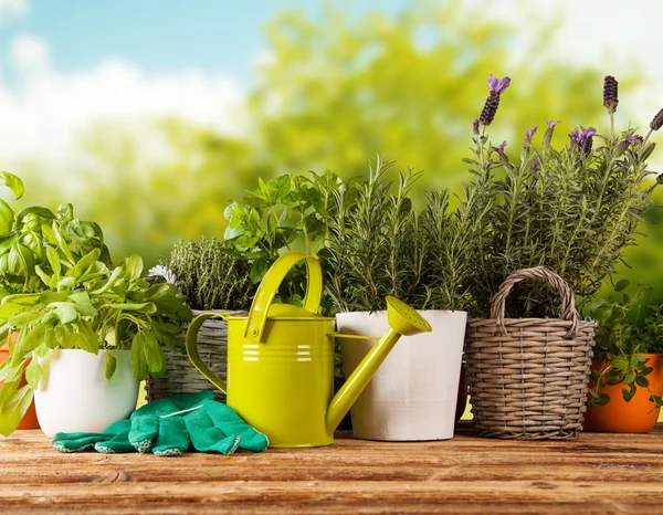 Fresh herbs in pots — Stock Photo, Image