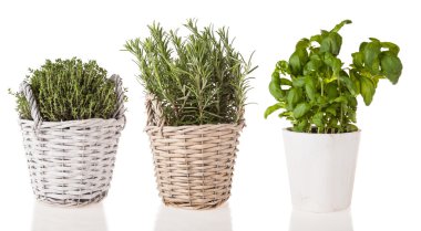 Beyaz arka plan üzerinde çeşitli taze otlar