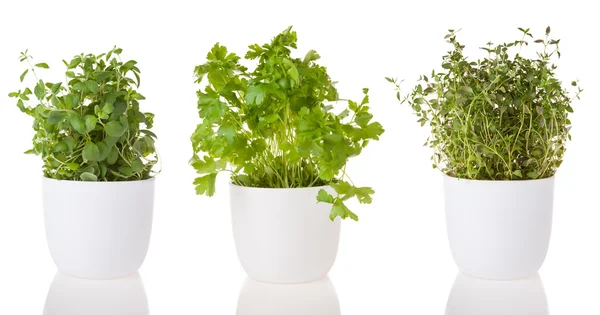 Various fresh herbs on white background — Stock Photo, Image