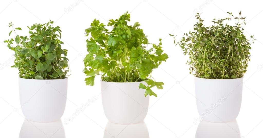 Various fresh herbs on white background