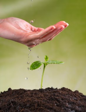 Kadın el genç bitki sulama