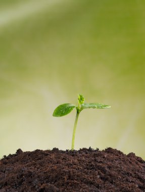 Dünya, yeni bir hayat kavramı taze bitki