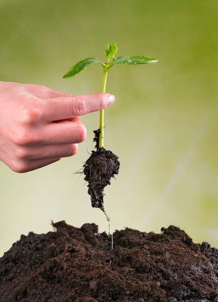 Femme ensemencement main jeune plante dans un tas de terre — Photo