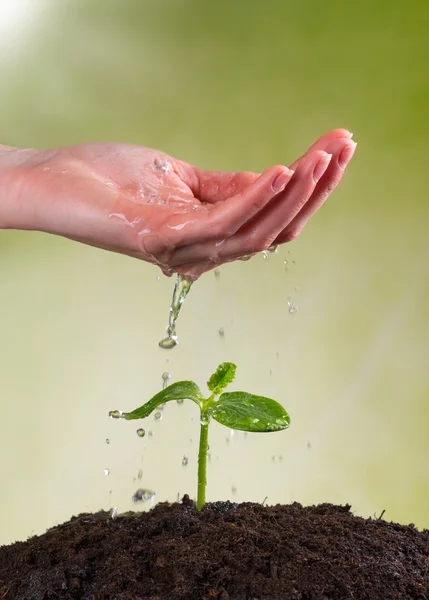 Donna mano irrigazione giovane pianta — Foto Stock