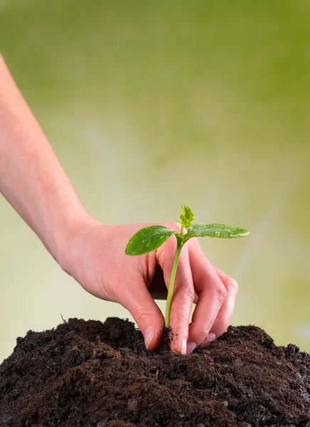 Mulher mão semeando planta jovem em pilha de solo — Fotografia de Stock