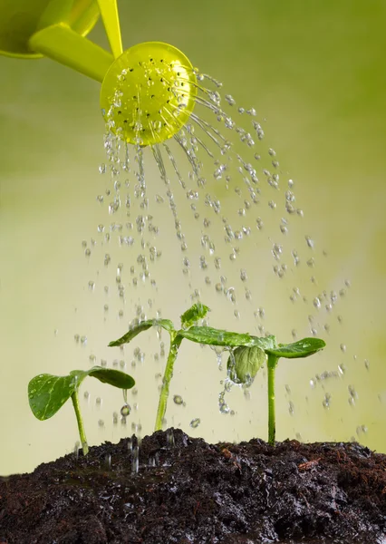 Watering can watering young plants — Stock Photo, Image