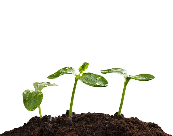 Young plants in earth, concept of new life — Stock Photo, Image