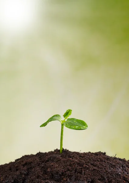 Planta joven en la tierra, concepto de nueva vida — Foto de Stock