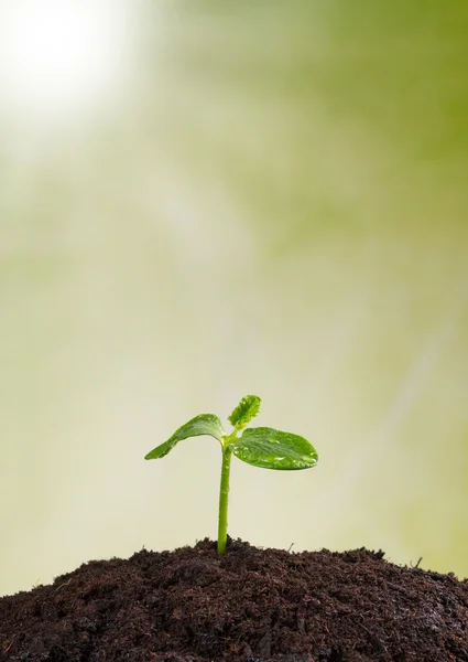 In aarde, concept van het nieuwe leven van jonge plant — Stockfoto