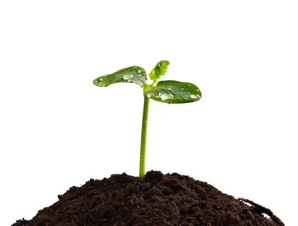In aarde, concept van het nieuwe leven van jonge plant — Stockfoto