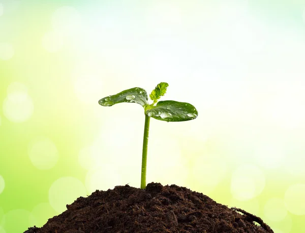 Planta joven en la tierra, concepto de nueva vida — Foto de Stock