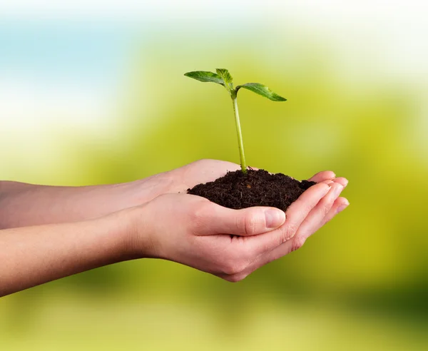 Woman hands holding young plant — Stock Photo, Image