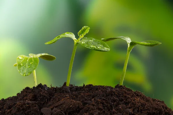 Young plants in earth, concept of new life — Stock Photo, Image