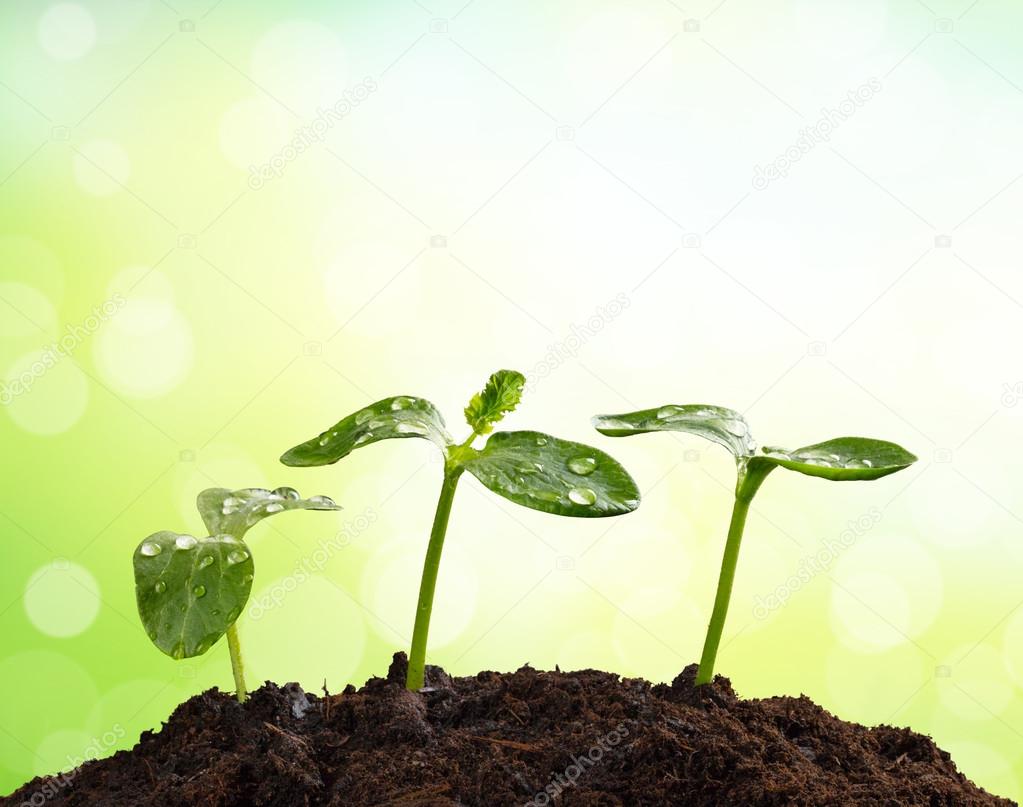 Young plants in earth, concept of new life