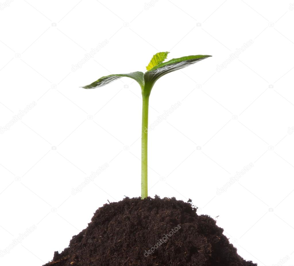 Young plant in earth, concept of new life