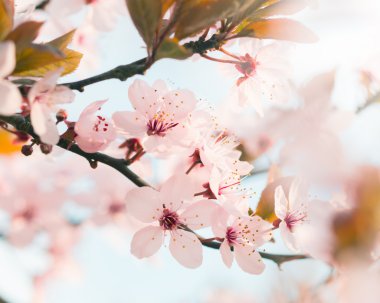 Ayrıntılı ağaç bahar çiçek kiraz