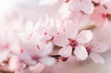 Ayrıntılı ağaç bahar çiçek kiraz