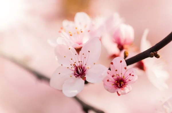 Primavera árvore de cereja florescendo em detalhes — Fotografia de Stock