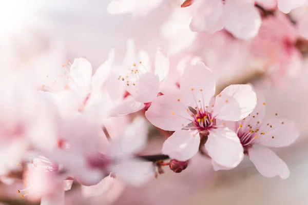 Printemps fleurs cerisier en détail — Photo