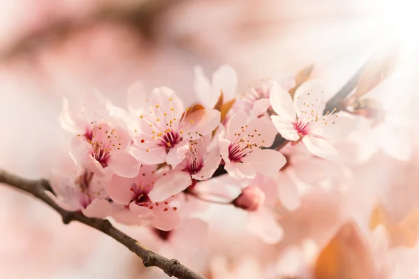 Spring blooming cherry tree in detail — Stock Photo, Image