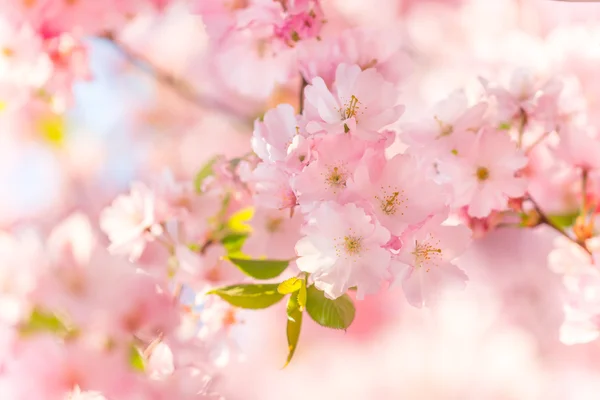 Spring blossoms in macro detail — Stock Photo, Image