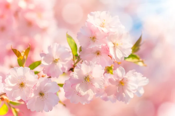Spring blossoms in macro detail — Stock Photo, Image