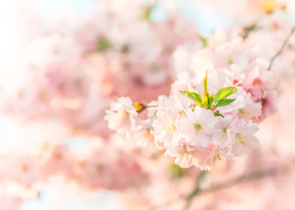 Jarní květy v makro detail — Stock fotografie