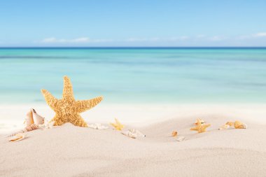 Sandy beach kabukları ile