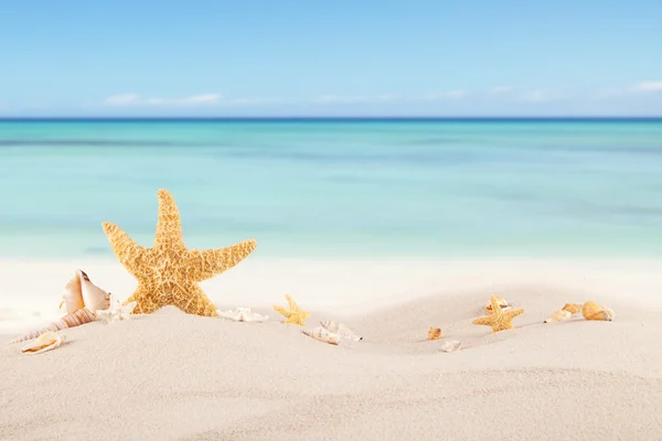 Песчаный пляж с ракушками — стоковое фото