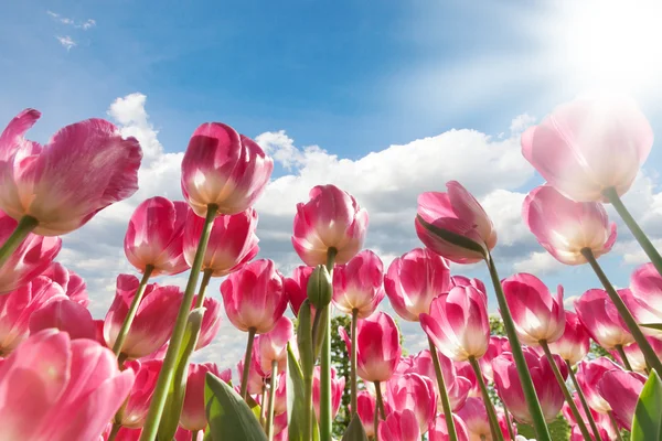 Bloeiende tulpen schot van lagere plafond hoek — Stockfoto