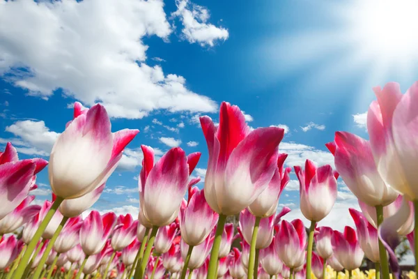 Bloeiende tulpen schot van lagere plafond hoek — Stockfoto