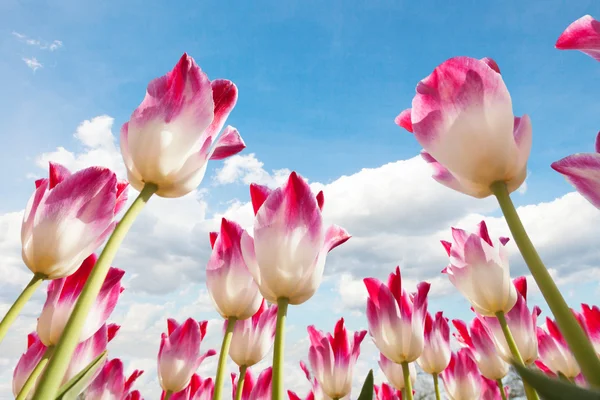 Kvetoucí tulipány z nižšího úhlu strop — Stock fotografie